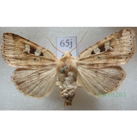 Diarsia mendica (Fabricius, 1775) Rolnica jagodówka Czech65j